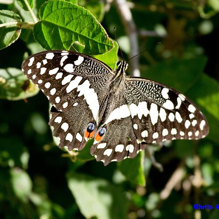 Sibuya Game Reserve And Lodge 켄톤 온 씨 외부 사진