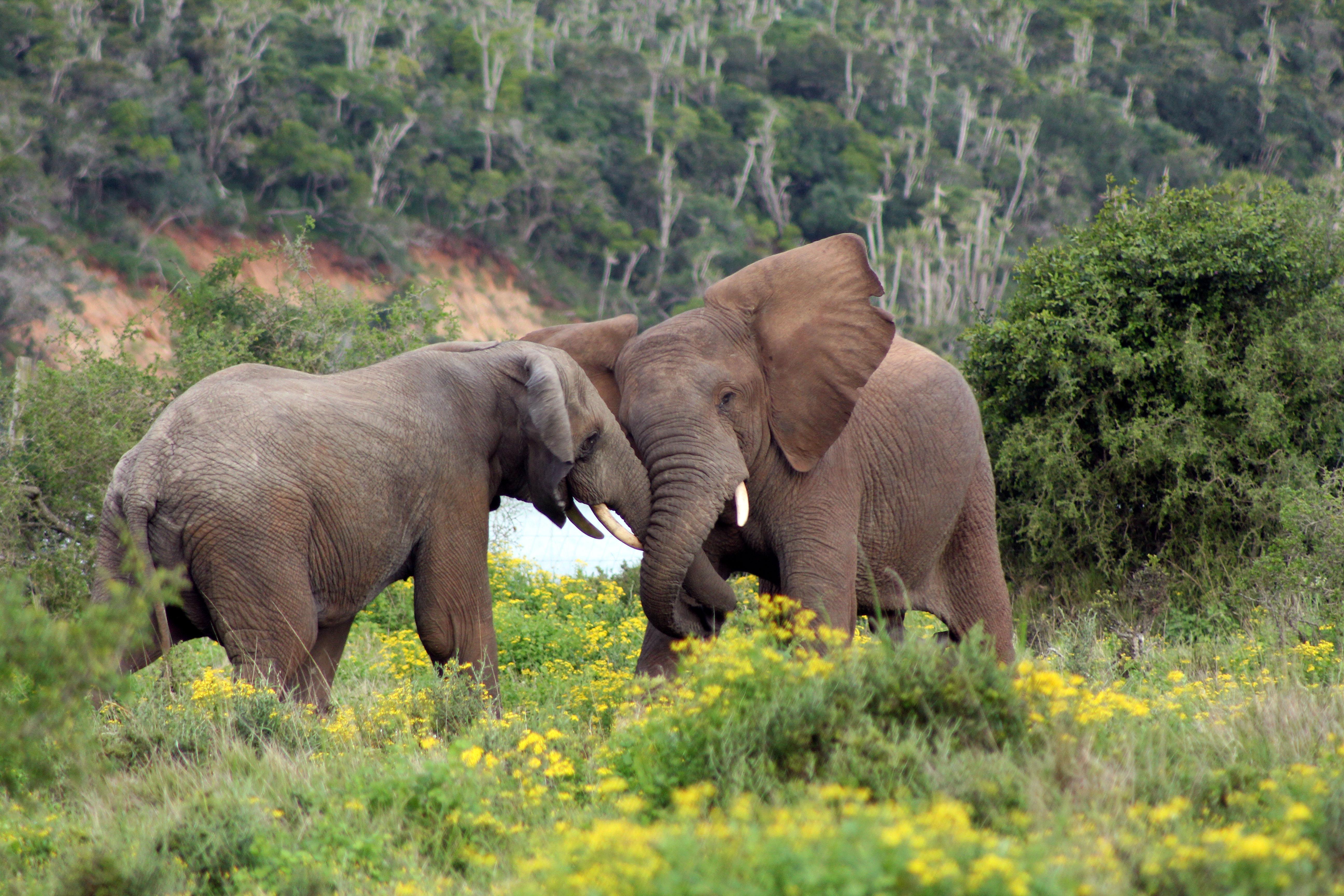 Sibuya Game Reserve And Lodge 켄톤 온 씨 외부 사진
