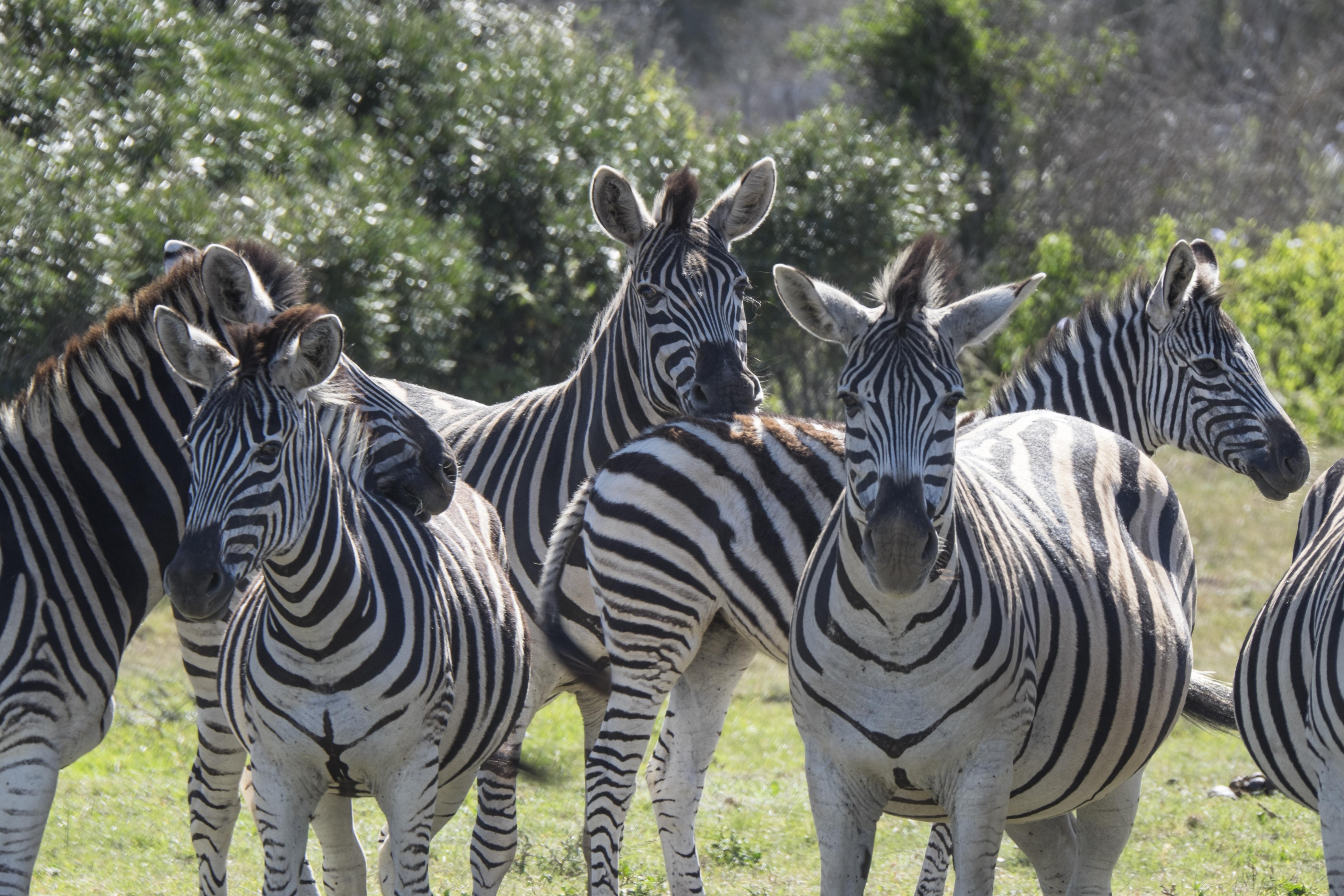Sibuya Game Reserve And Lodge 켄톤 온 씨 외부 사진