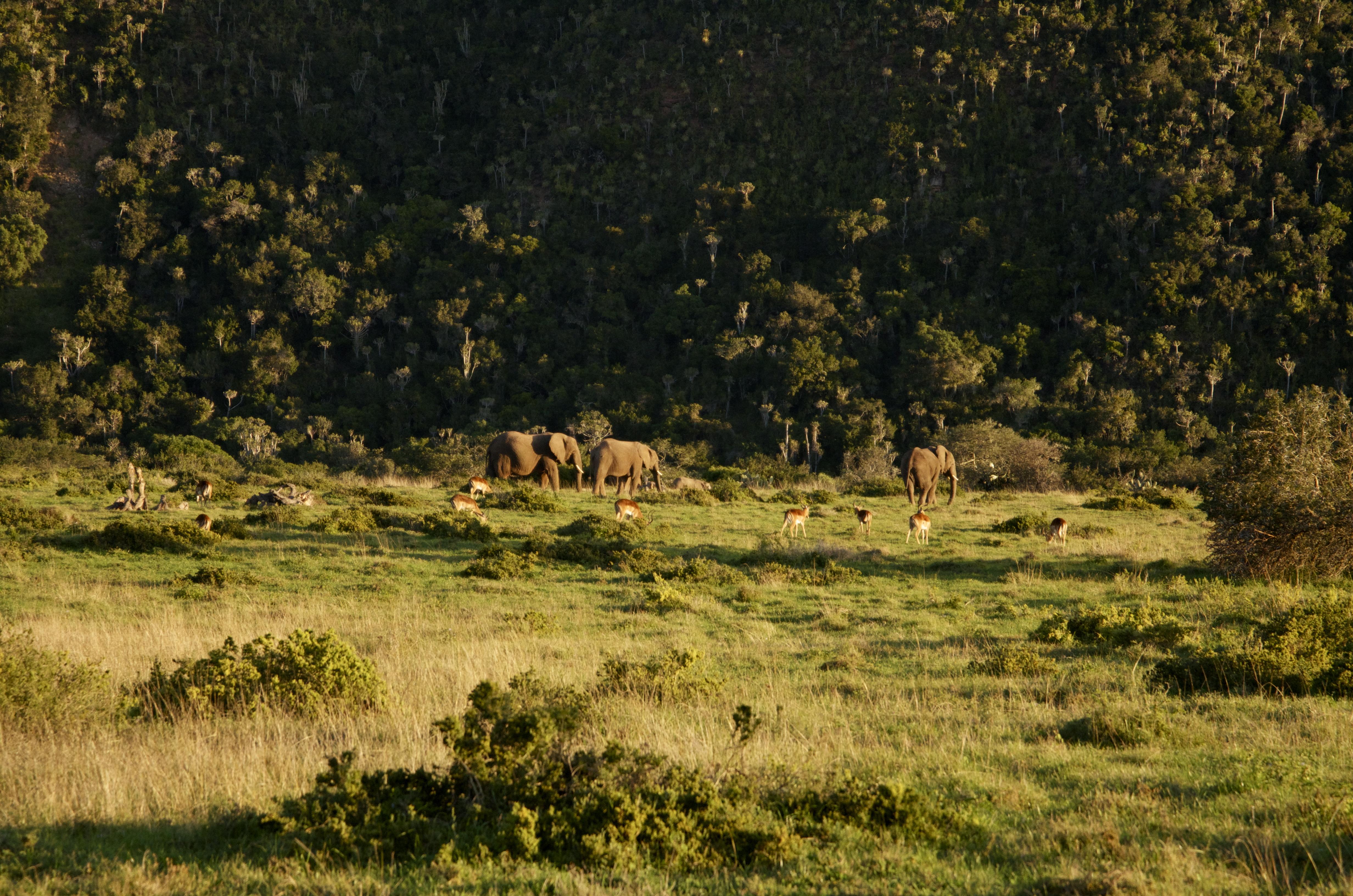 Sibuya Game Reserve And Lodge 켄톤 온 씨 외부 사진