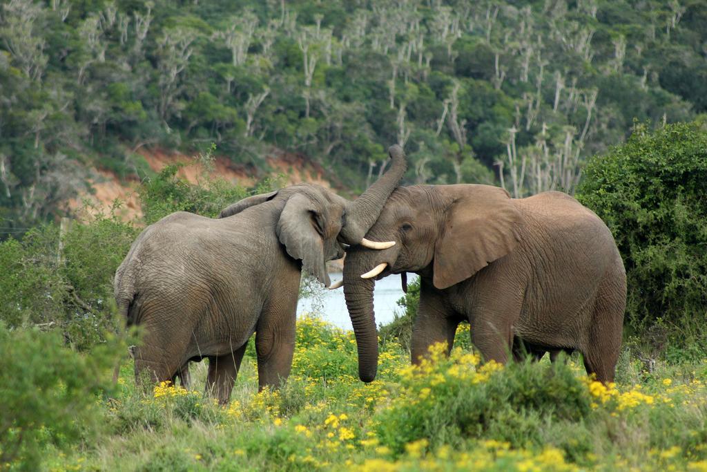 Sibuya Game Reserve And Lodge 켄톤 온 씨 외부 사진
