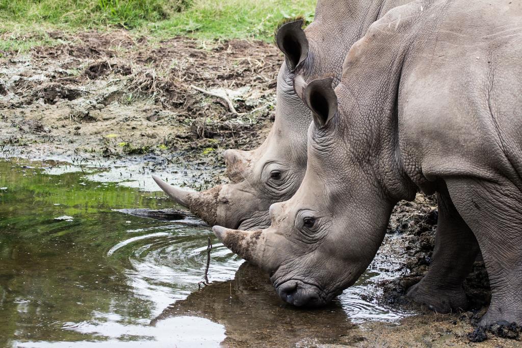 Sibuya Game Reserve And Lodge 켄톤 온 씨 외부 사진